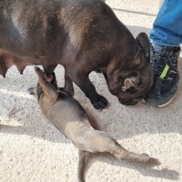 Belçika Malinois, Köpek  Maylo fotoğrafı