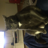 Mavi Rus, Kedi  veronika fotoğrafı
