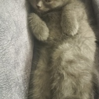 British Shorthair, Kedi  Duman fotoğrafı