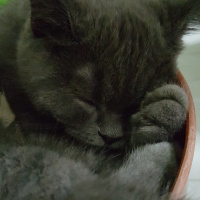 Scottish Fold, Kedi  Maze fotoğrafı