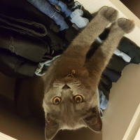 Scottish Fold, Kedi  Maze fotoğrafı