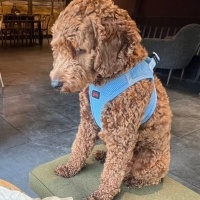 Poodle(Standart Kaniş), Köpek  Tafi fotoğrafı