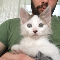 Tekir Kedi, Kedi  müzeyyen fotoğrafı