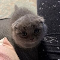 Scottish Fold, Kedi  MIA fotoğrafı