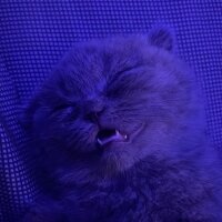 Scottish Fold, Kedi  MIA fotoğrafı