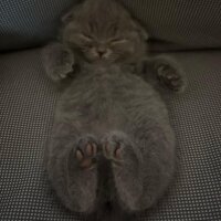 Scottish Fold, Kedi  MIA fotoğrafı