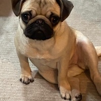 Pug, Köpek  Zeytin fotoğrafı