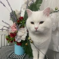 Ankara Kedisi, Kedi  Pamuk fotoğrafı