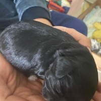 Tibet Terrieri, Köpek  Arya yuva arıyor fotoğrafı