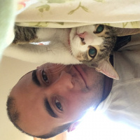 Tekir Kedi, Kedi  Mişa fotoğrafı