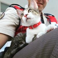 Tekir Kedi, Kedi  Mişa fotoğrafı