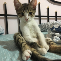 Tekir Kedi, Kedi  Mişa fotoğrafı