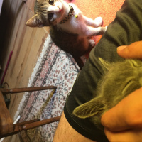 Tekir Kedi, Kedi  Mişa fotoğrafı