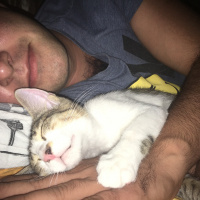 Tekir Kedi, Kedi  Mişa fotoğrafı