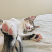 Tekir Kedi, Kedi  Mişa fotoğrafı