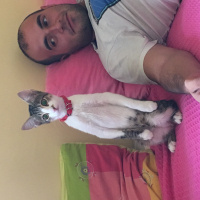 Tekir Kedi, Kedi  Mişa fotoğrafı
