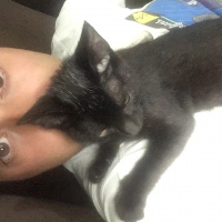 Tekir Kedi, Kedi  Zeytin fotoğrafı