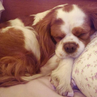 King Charles Spaniel, Köpek  Badem fotoğrafı