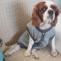 King Charles Spaniel, Köpek  Badem fotoğrafı