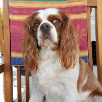 King Charles Spaniel, Köpek  Badem fotoğrafı