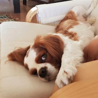 King Charles Spaniel, Köpek  Badem fotoğrafı