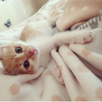 Tekir Kedi, Kedi  Paşa fotoğrafı