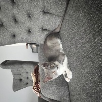 Ankara Kedisi, Kedi  Pırtı fotoğrafı