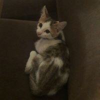 Abyssinian, Kedi  Duman fotoğrafı