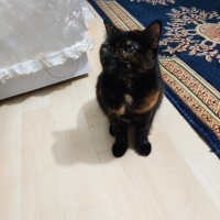 Tekir Kedi, Kedi  Nazlı fotoğrafı