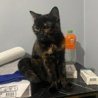 Tekir Kedi, Kedi  Nazlı fotoğrafı