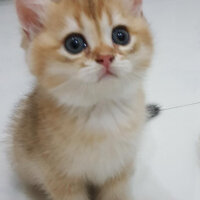 British Shorthair, Kedi  Tılsım fotoğrafı