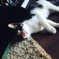 Tekir Kedi, Kedi  Prens mia  fotoğrafı