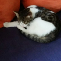 Tekir Kedi, Kedi  Prens mia  fotoğrafı