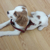 Cavalier King Charles Spanieli, Köpek  Gofret fotoğrafı