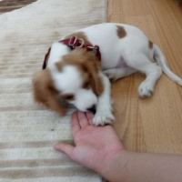 Cavalier King Charles Spanieli, Köpek  Gofret fotoğrafı