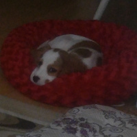 Cavalier King Charles Spanieli, Köpek  Gofret fotoğrafı