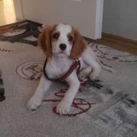 Cavalier King Charles Spanieli, Köpek  Gofret fotoğrafı