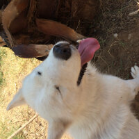 Sibirya Kurdu (Husky), Köpek  Luna  fotoğrafı