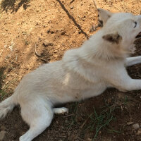 Sibirya Kurdu (Husky), Köpek  Luna  fotoğrafı