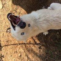 Sibirya Kurdu (Husky), Köpek  Luna  fotoğrafı