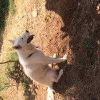 Sibirya Kurdu (Husky), Köpek  Luna  fotoğrafı