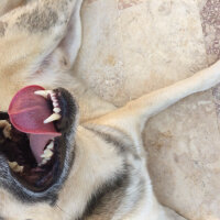 Sibirya Kurdu (Husky), Köpek  Apaçi fotoğrafı