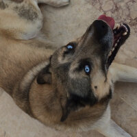 Sibirya Kurdu (Husky), Köpek  Apaçi fotoğrafı