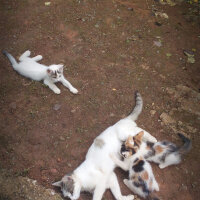 Brazilian Shorthair, Kedi  Ponçik ♥ fotoğrafı