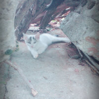 Brazilian Shorthair, Kedi  Ponçik ♥ fotoğrafı