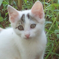 Brazilian Shorthair, Kedi  Ponçik ♥ fotoğrafı