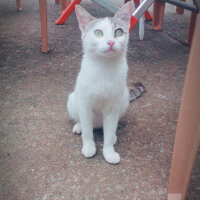 Brazilian Shorthair, Kedi  Ponçik ♥ fotoğrafı