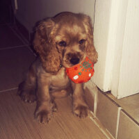 Amerikan Cocker Spaniel, Köpek  Tarçın fotoğrafı