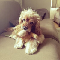 Amerikan Cocker Spaniel, Köpek  Tarçın fotoğrafı