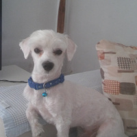 Maltese, Köpek  püskül  fotoğrafı
